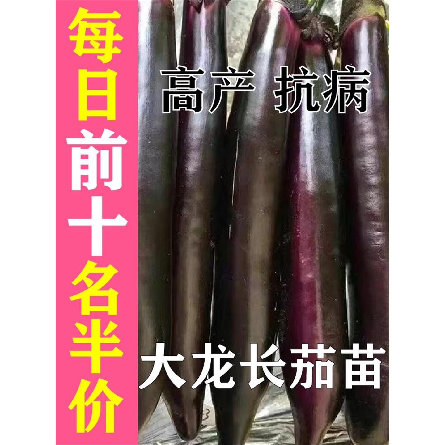 【大龙长茄苗】紫把子秧高