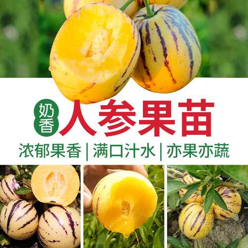 人参果生树水种子籽孑苗四