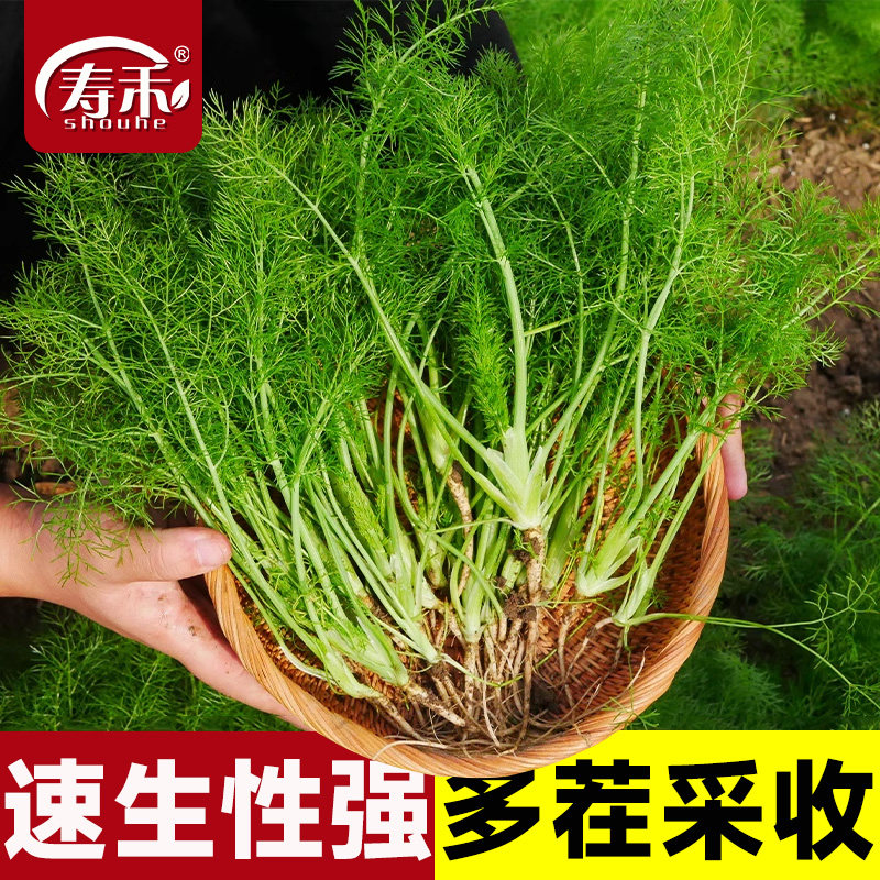 茴香种子籽苗秧食用小回菜