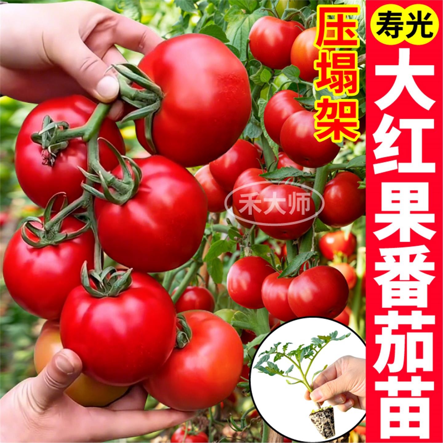 寿光大红硬果番茄苗秧带土
