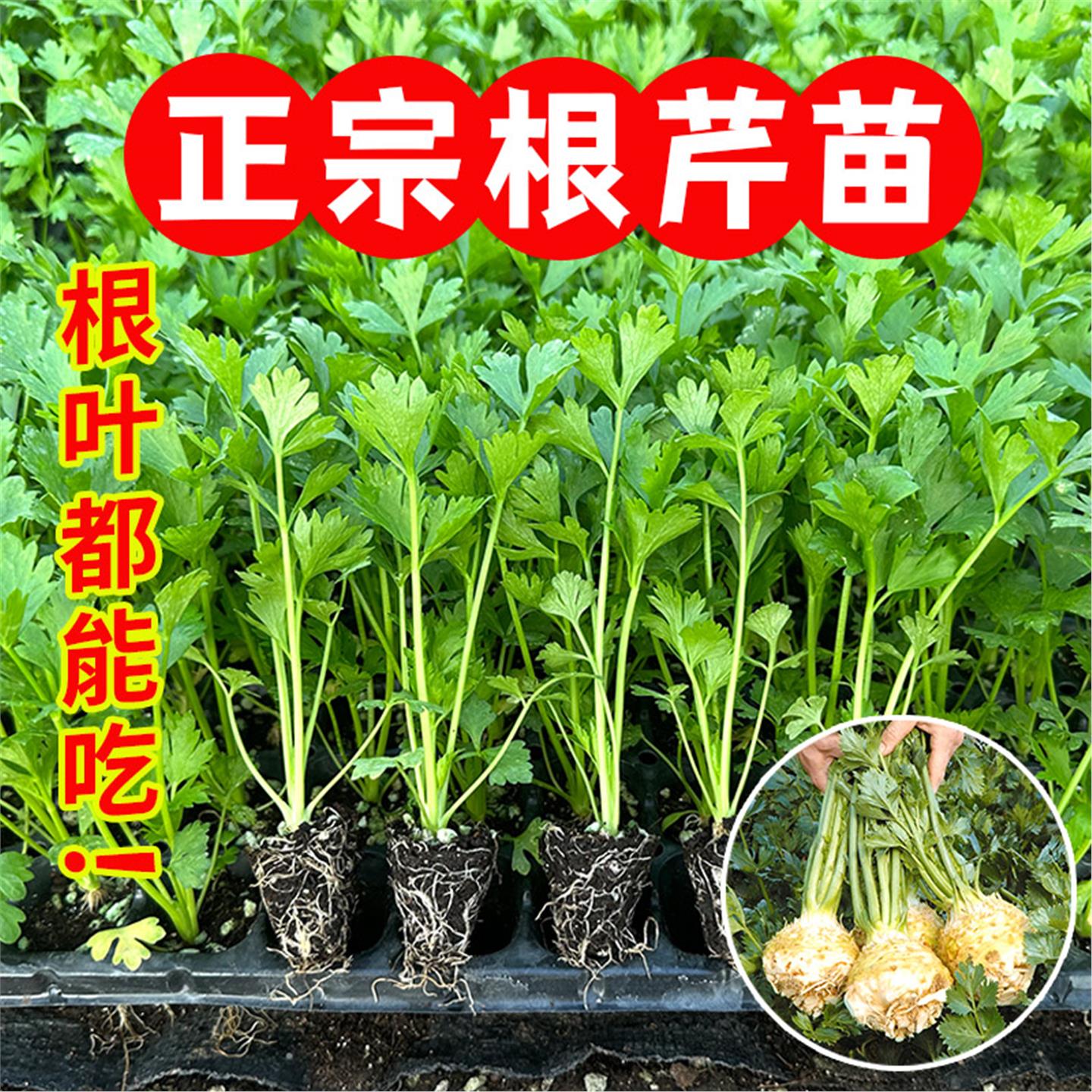 山东根芹苗秧带土球四季春