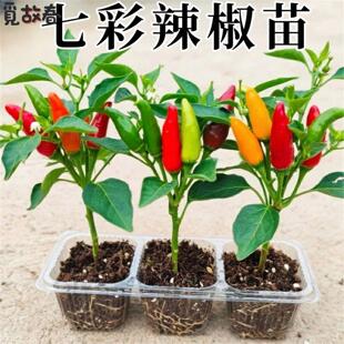 广西七彩椒苗辣椒秧苗可食用泡椒五彩椒苗蔬菜苗盆栽常绿观赏四季