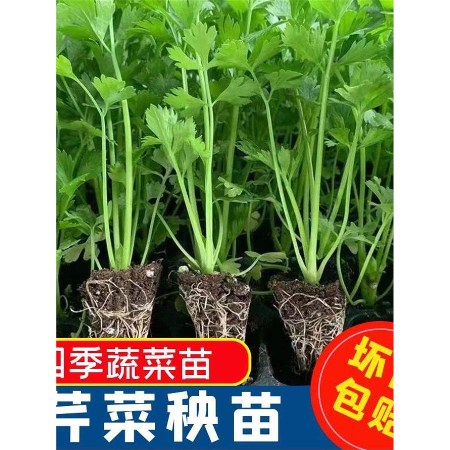 芹菜苗四季西蔬秧根盆栽阳