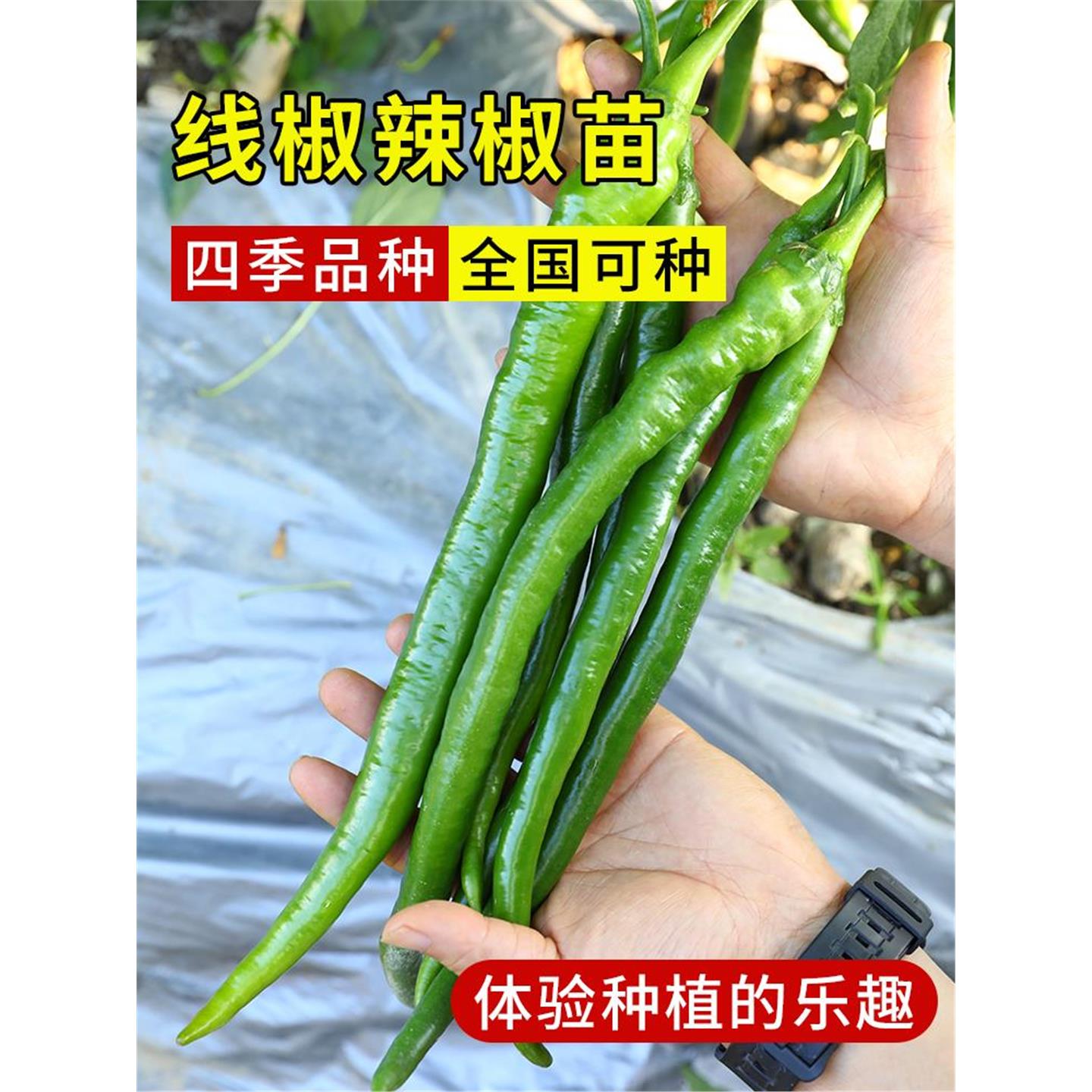 高产线椒种籽孑辣子苗大全