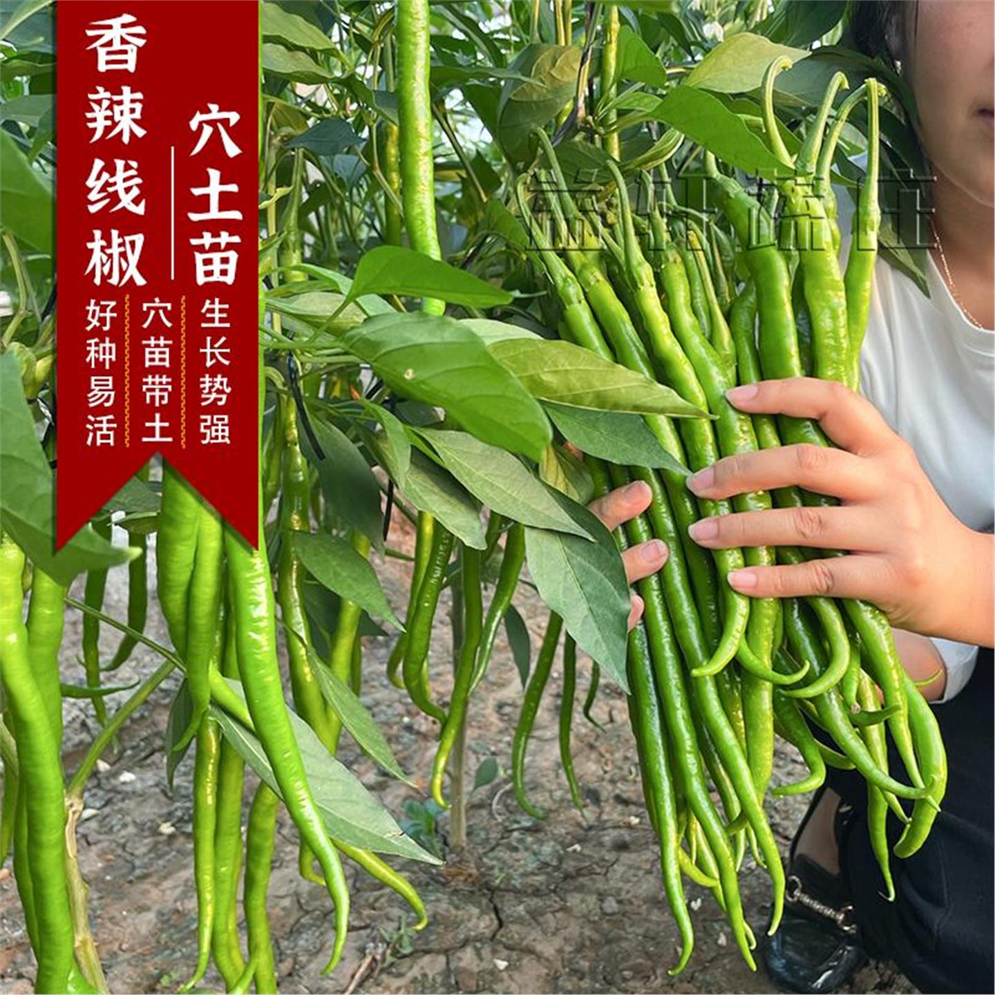 超辣高产二荆条椒苗秧线种