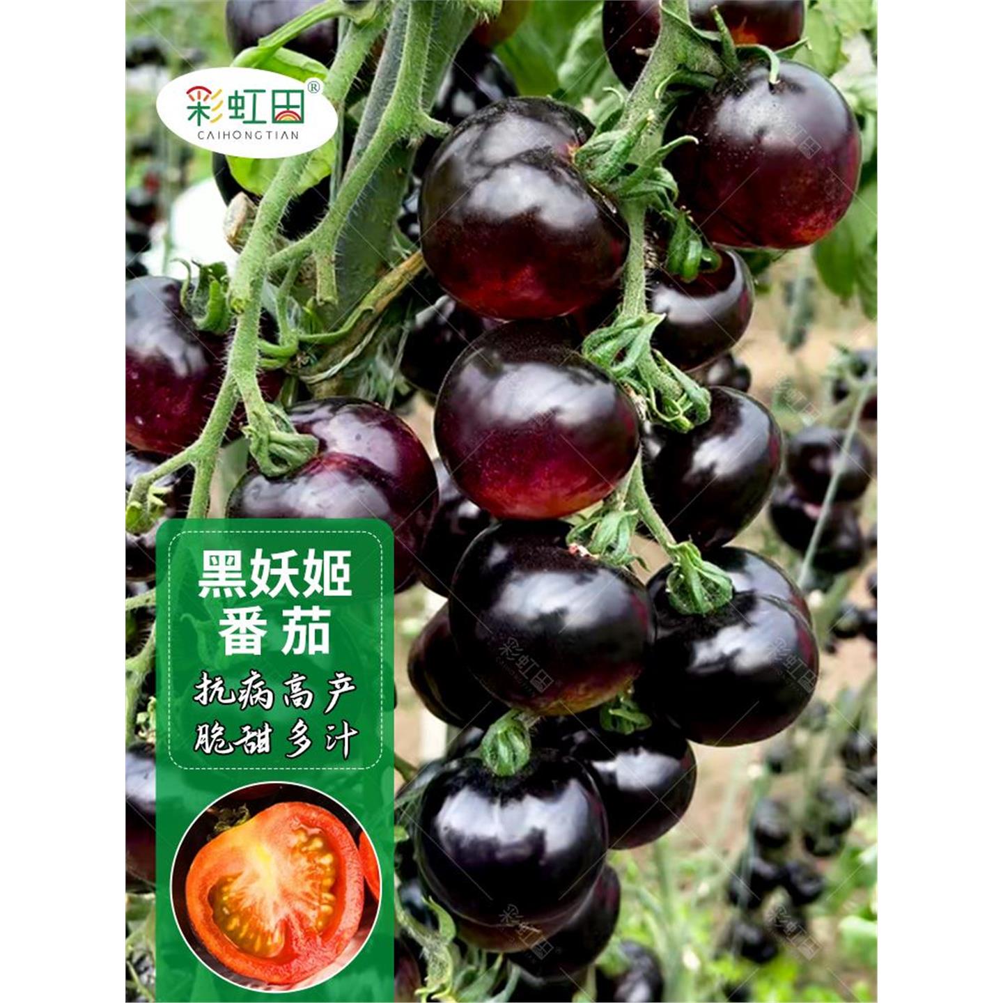 樱桃番茄种子超甜黑妖姬圣