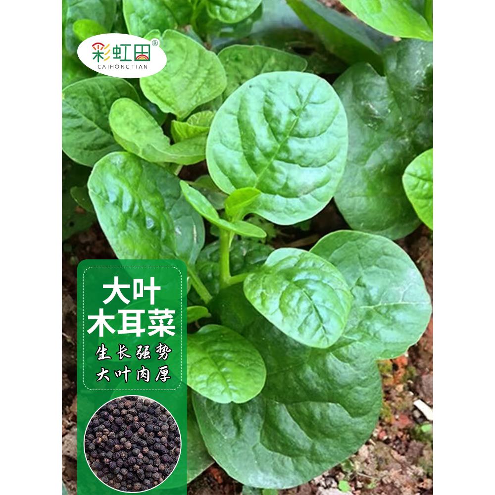 肥厚大叶木耳菜种子蔬籽四