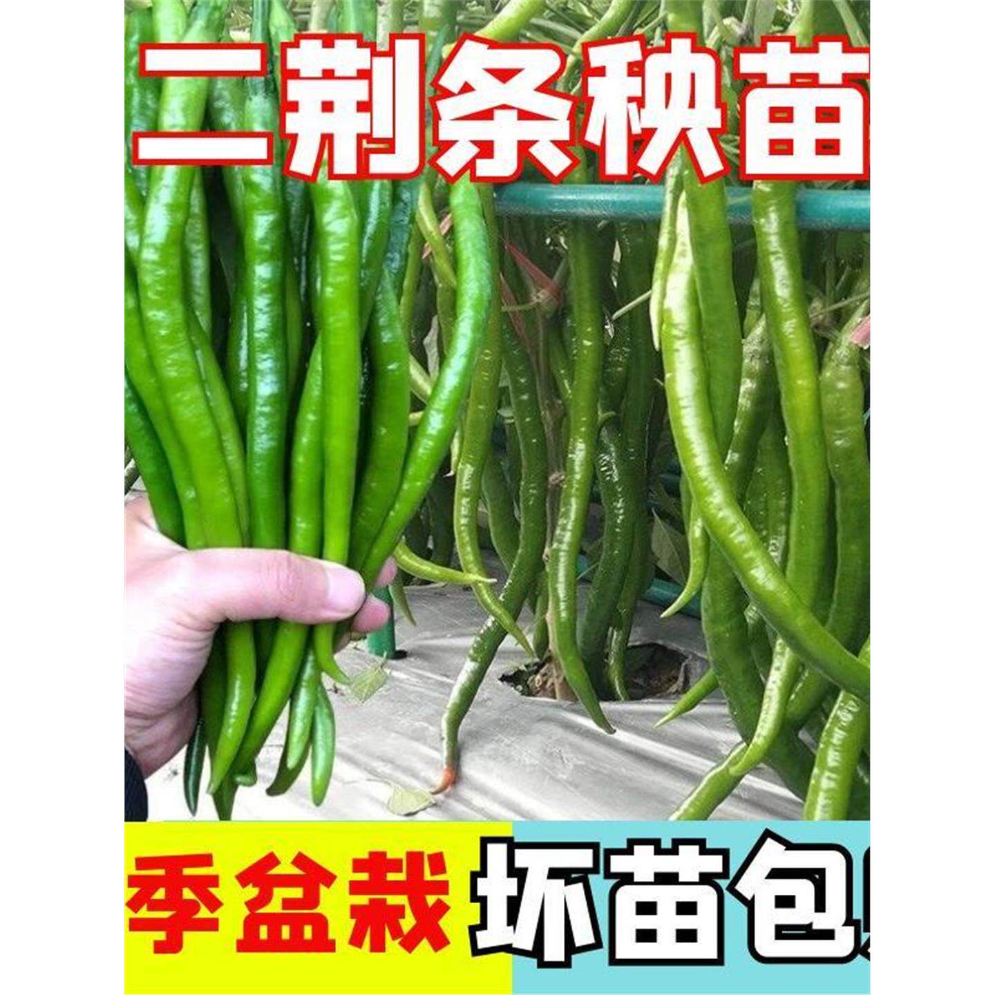 二荆条辣椒苗子秧阳台盆栽