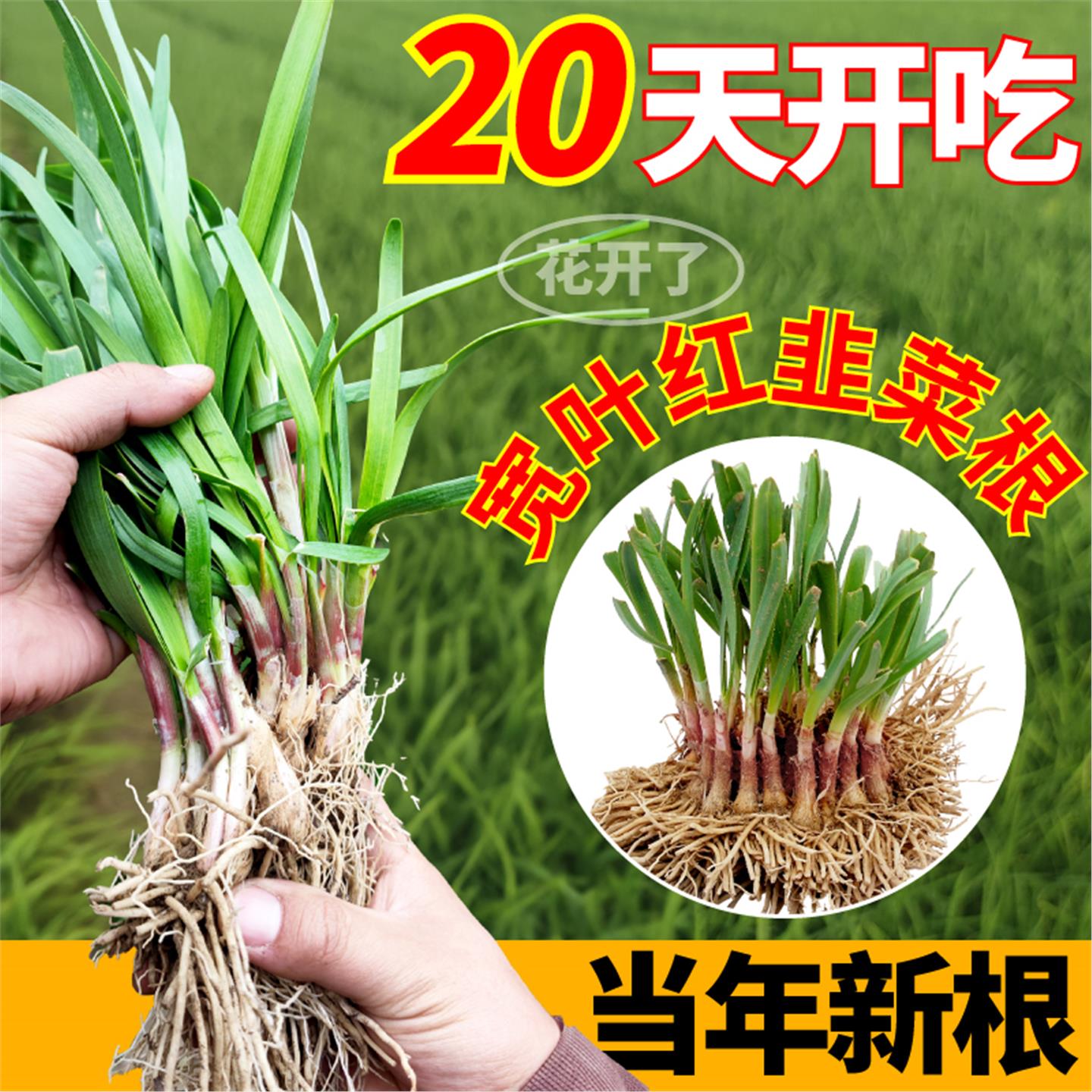 当年新根宽叶红韭菜独庭院