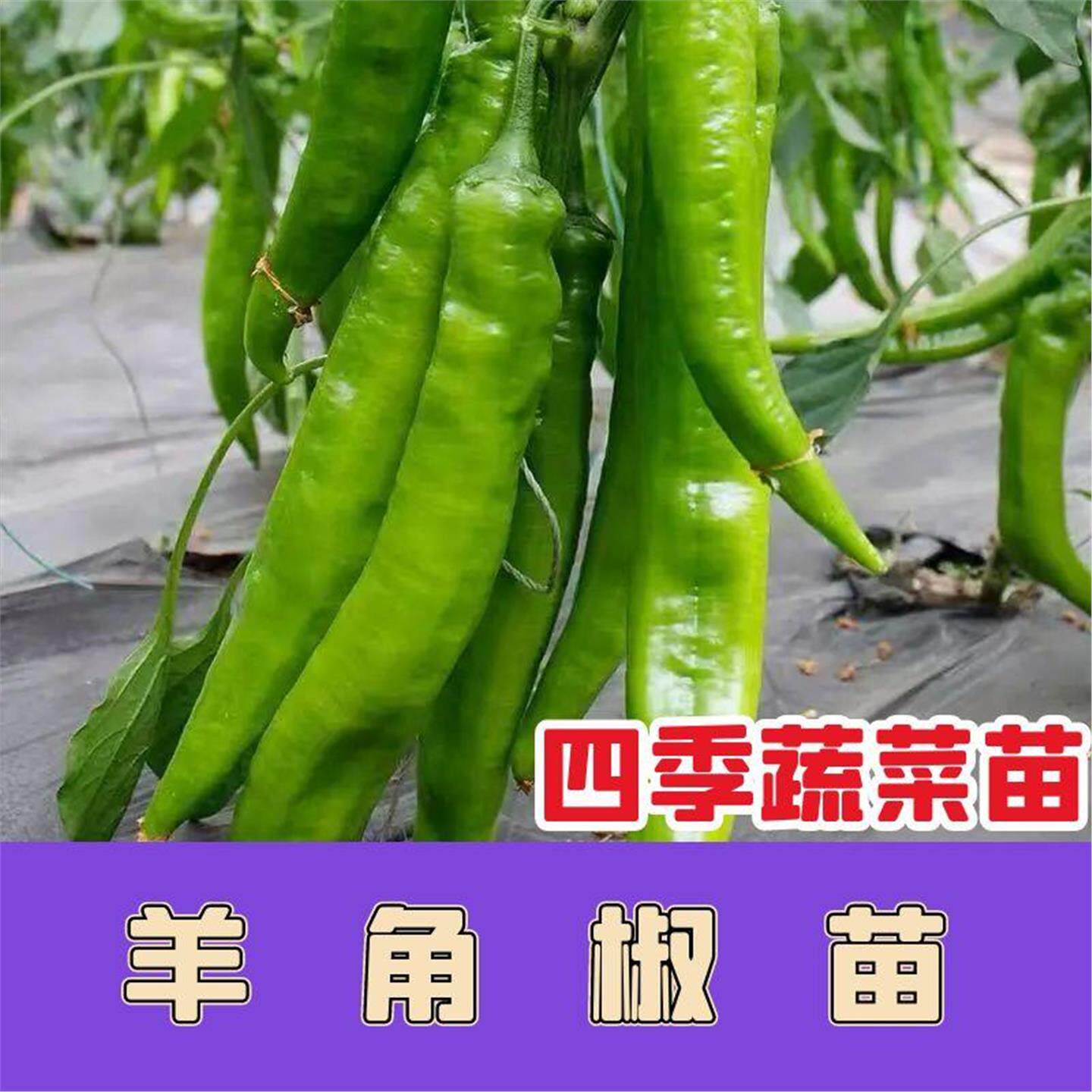 四季羊角辣椒苗秧薄皮杭种