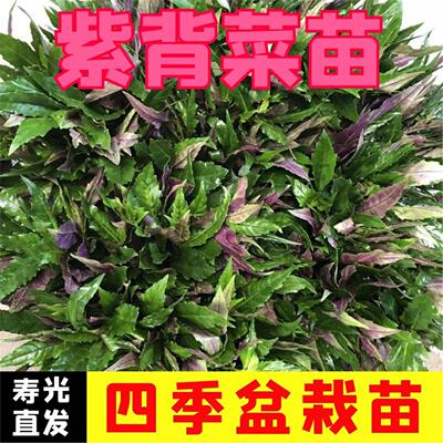 紫背天葵苗贝菜蔬青观音室