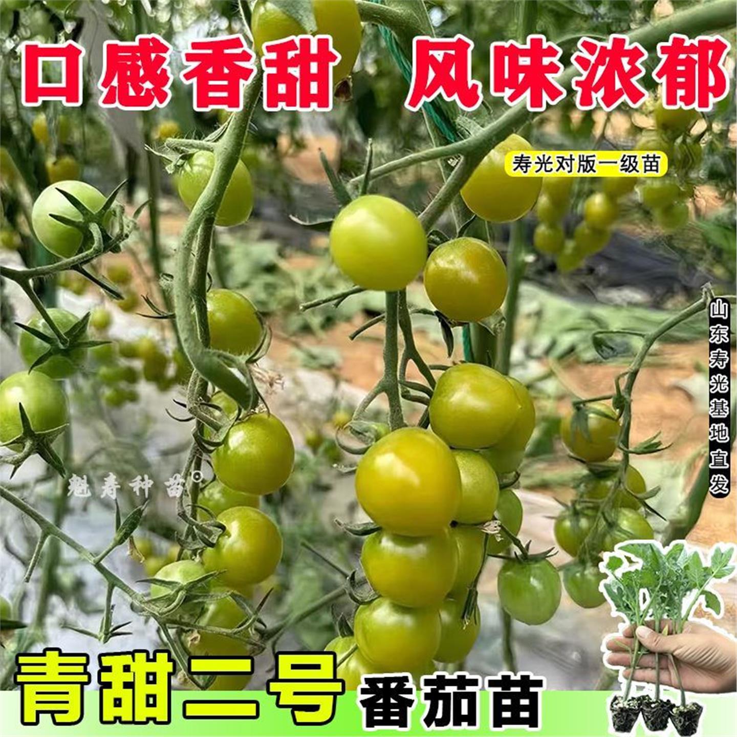 青甜二号番茄苗小秧种子红