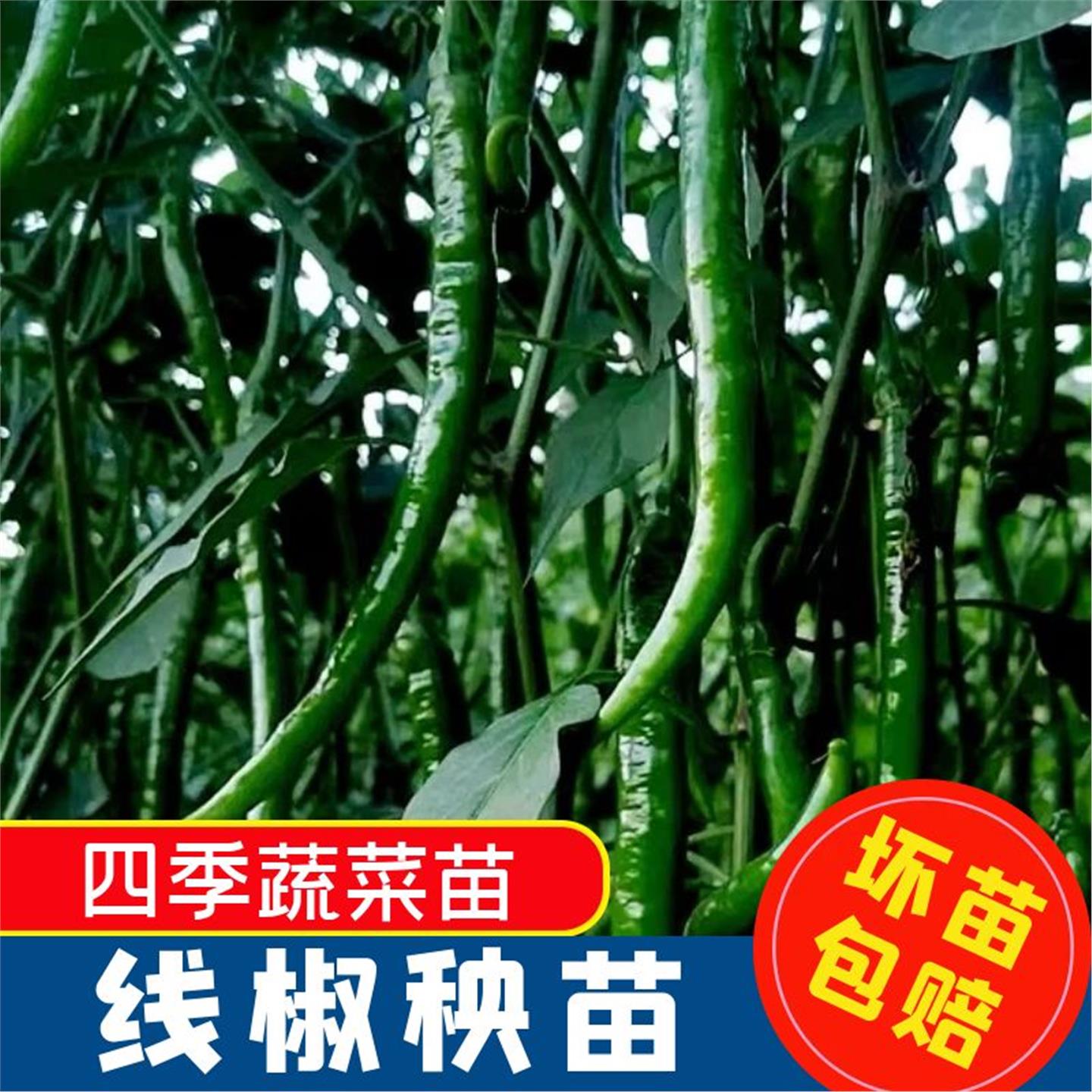 香辣二荆条苗秧又长高产四