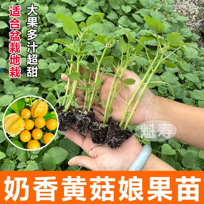 黄姑娘果苗灯笼秧树四季高