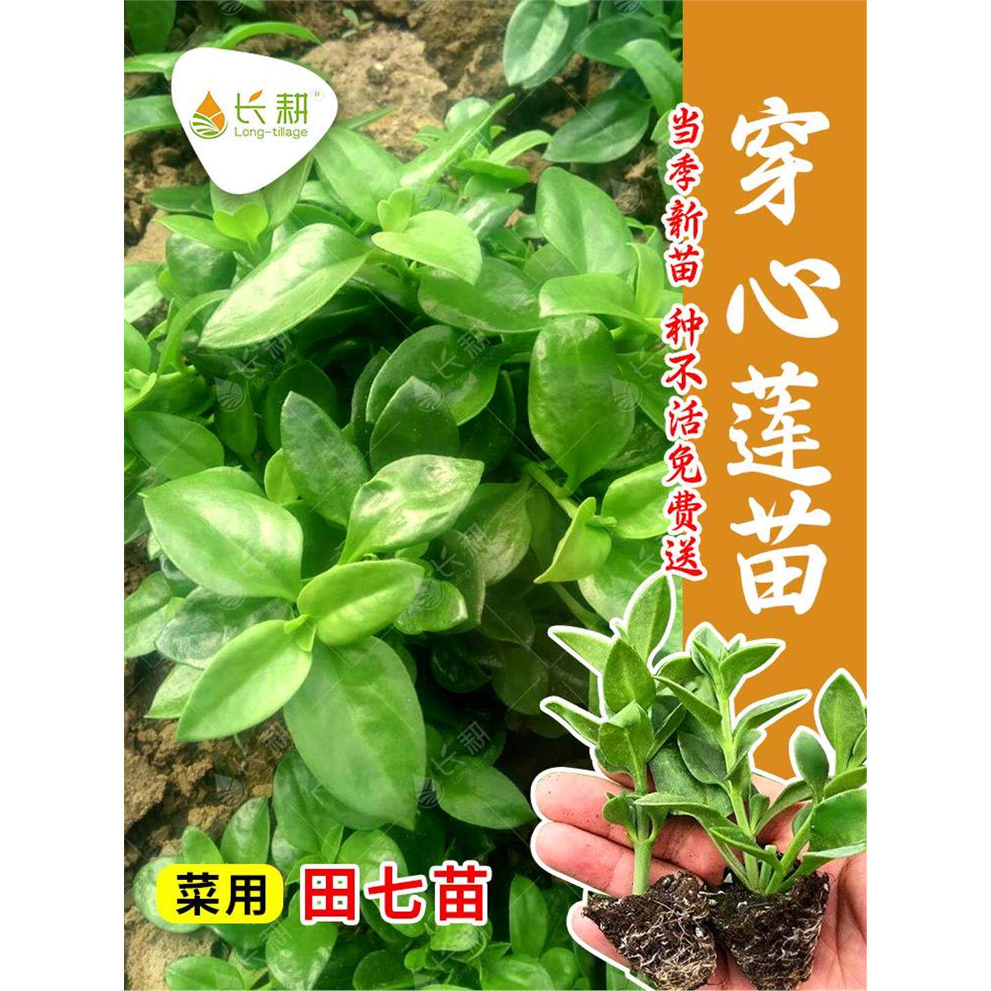 穿心莲种苗菜用田七牡丹吊兰食用春秋四季阳台盆栽三七蔬菜孑秧苗