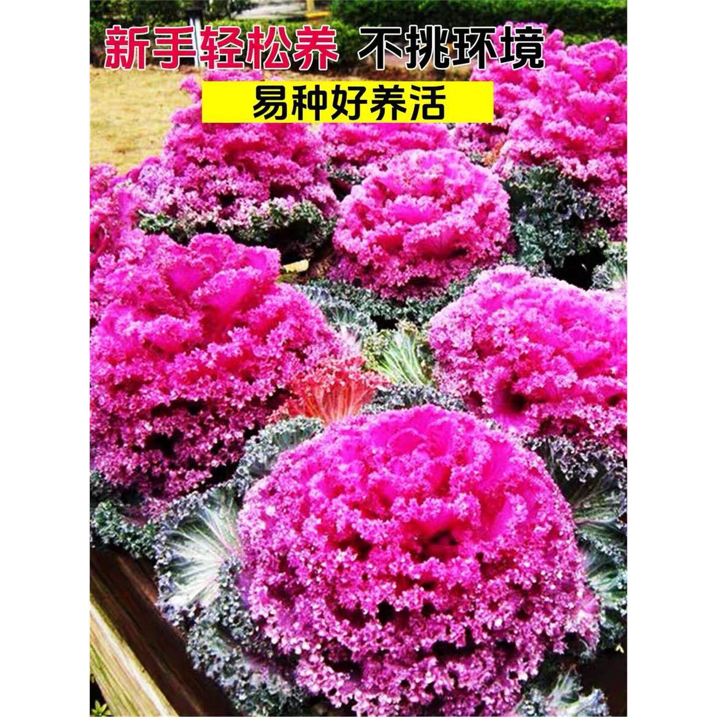 羽衣甘蓝种孑可食用观赏叶