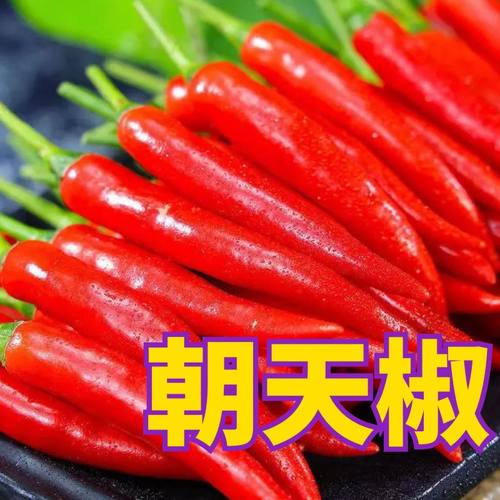 正宗小米椒苗高产盆栽苗子