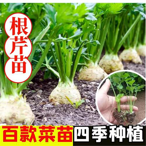 根芹秧苗种籽菜子四季盆栽