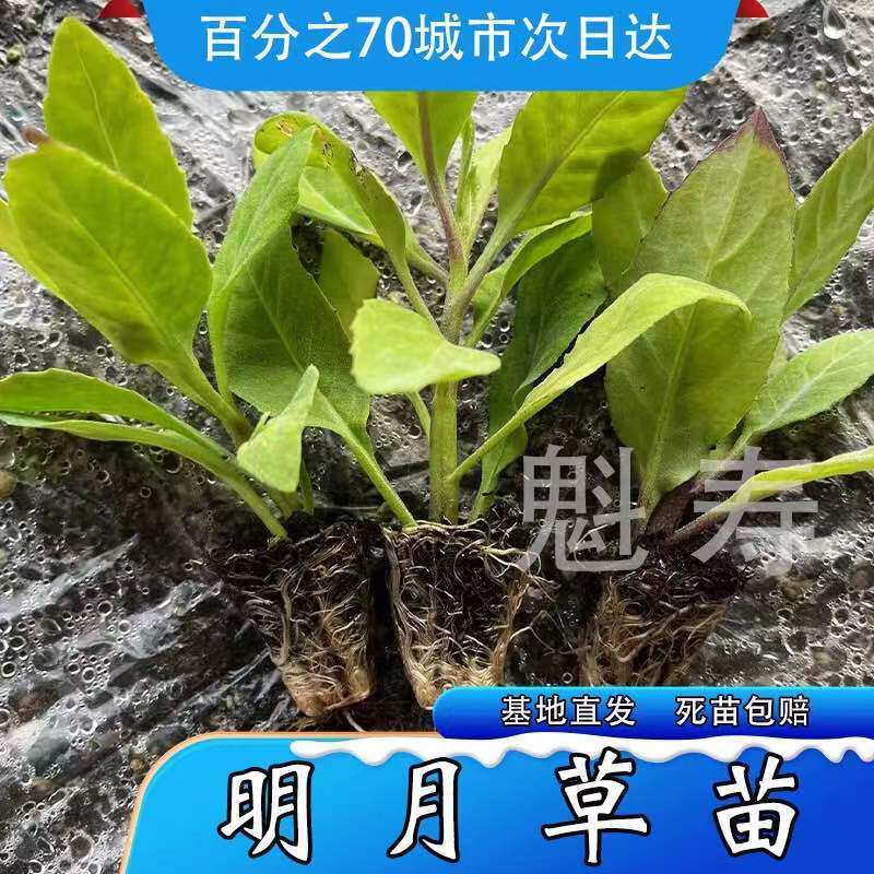 明月草杯苗盆栽金鸡毛草食用降*草苗白背三七绿植四季泰国仙草