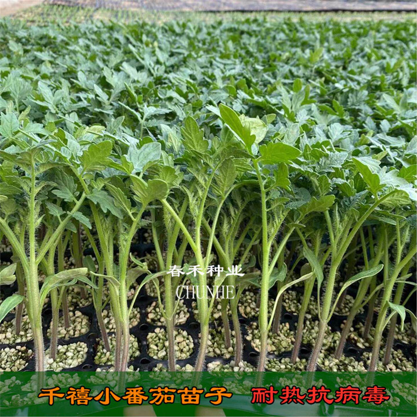 寿光种苗圣女果樱桃小番茄