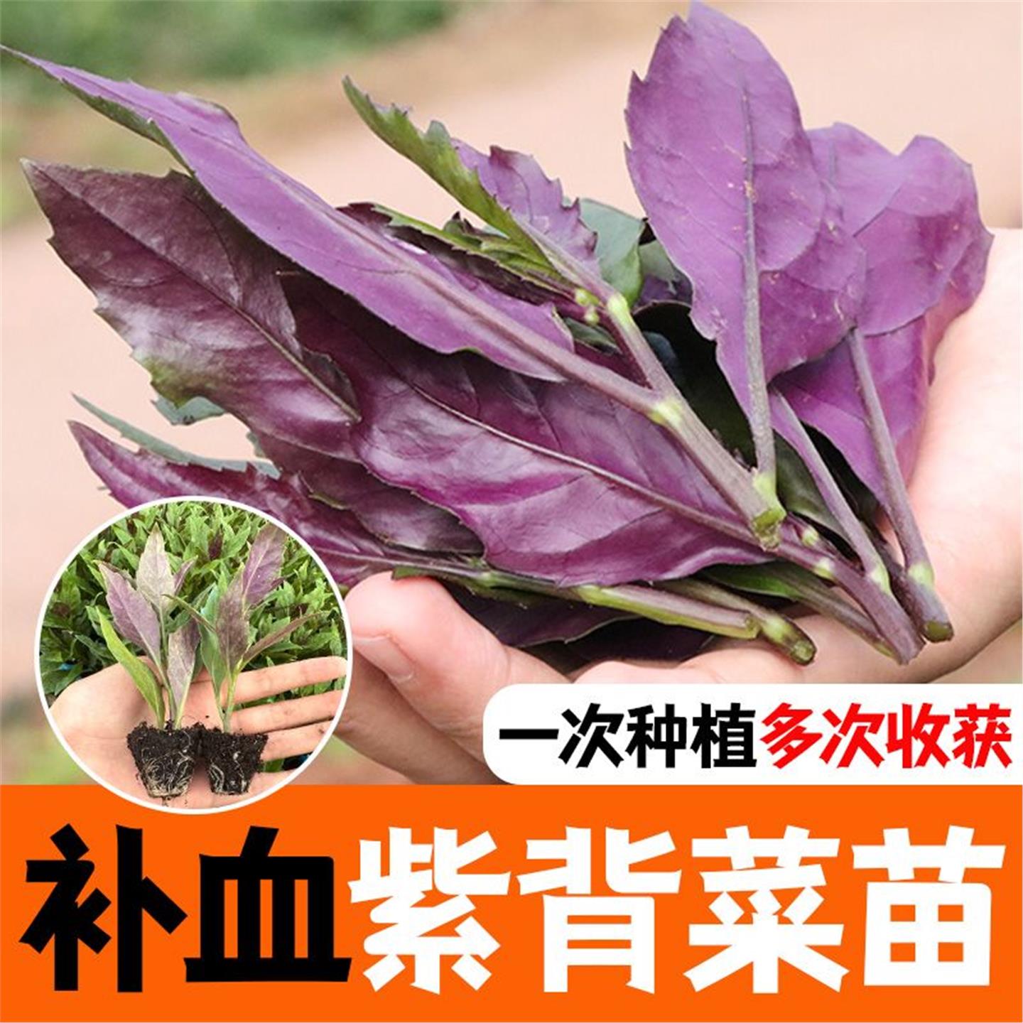 紫背天葵苗红菜观音种籽明