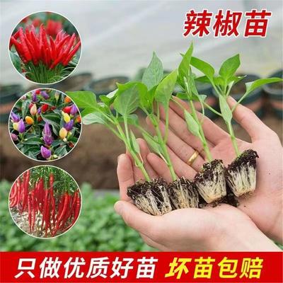 辣椒苗带土秧朝天螺丝幼四