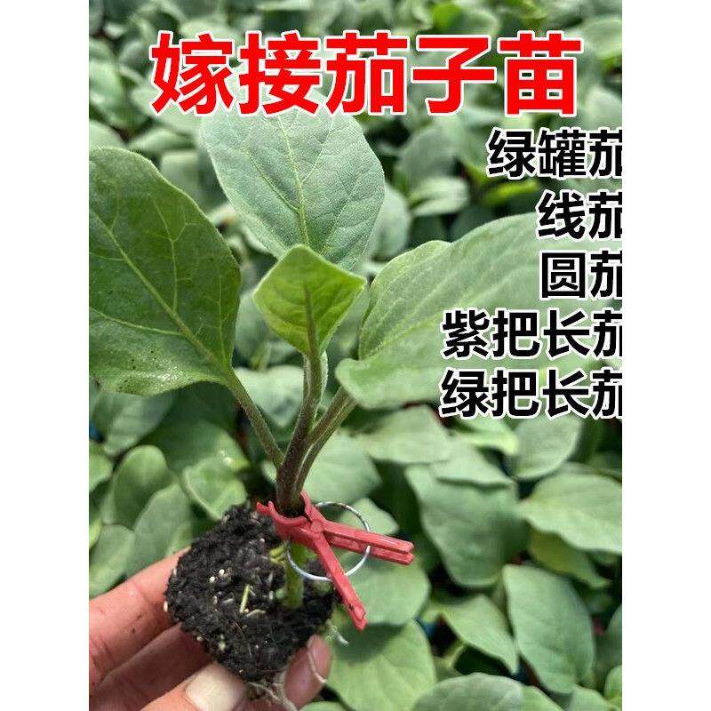 嫁接茄子苗绿把长紫圆罐