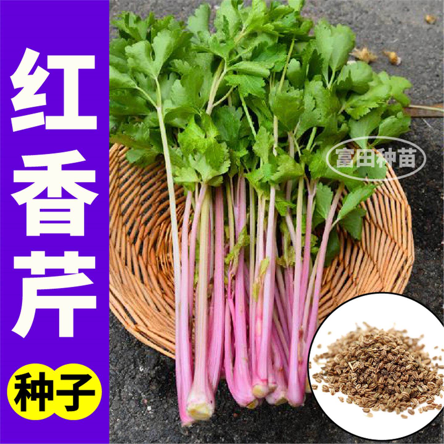 寿光高铁红香芹苗秧带土球