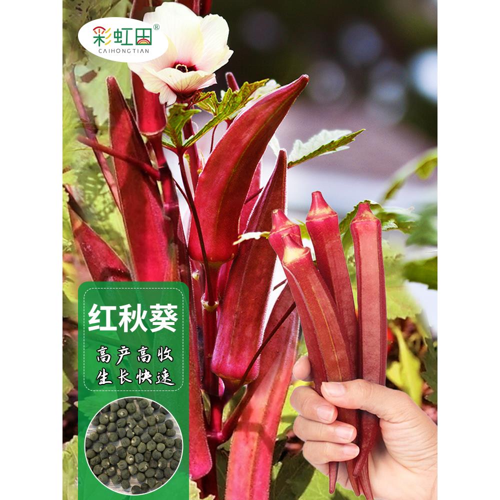 水果红秋葵种子高产黄奶油