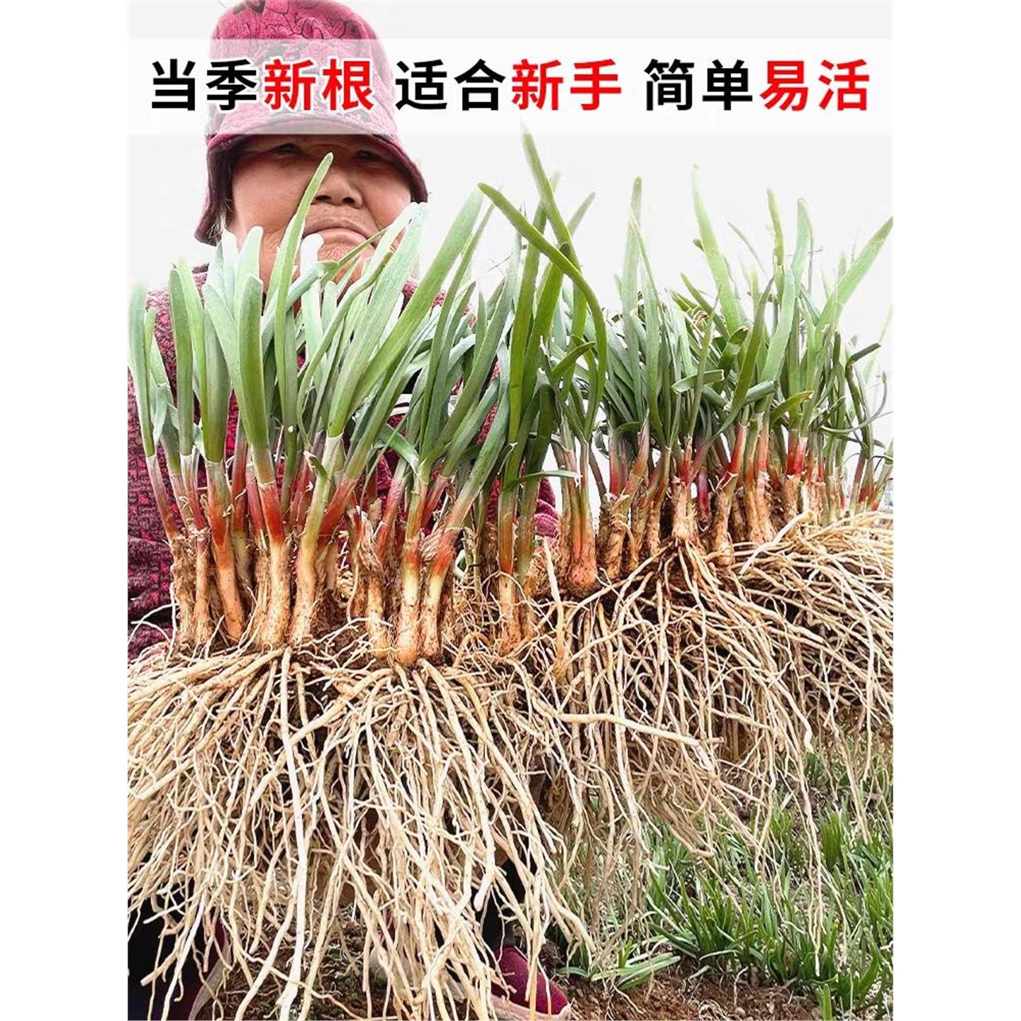 紫根韭菜苗当年现拔籽盆栽