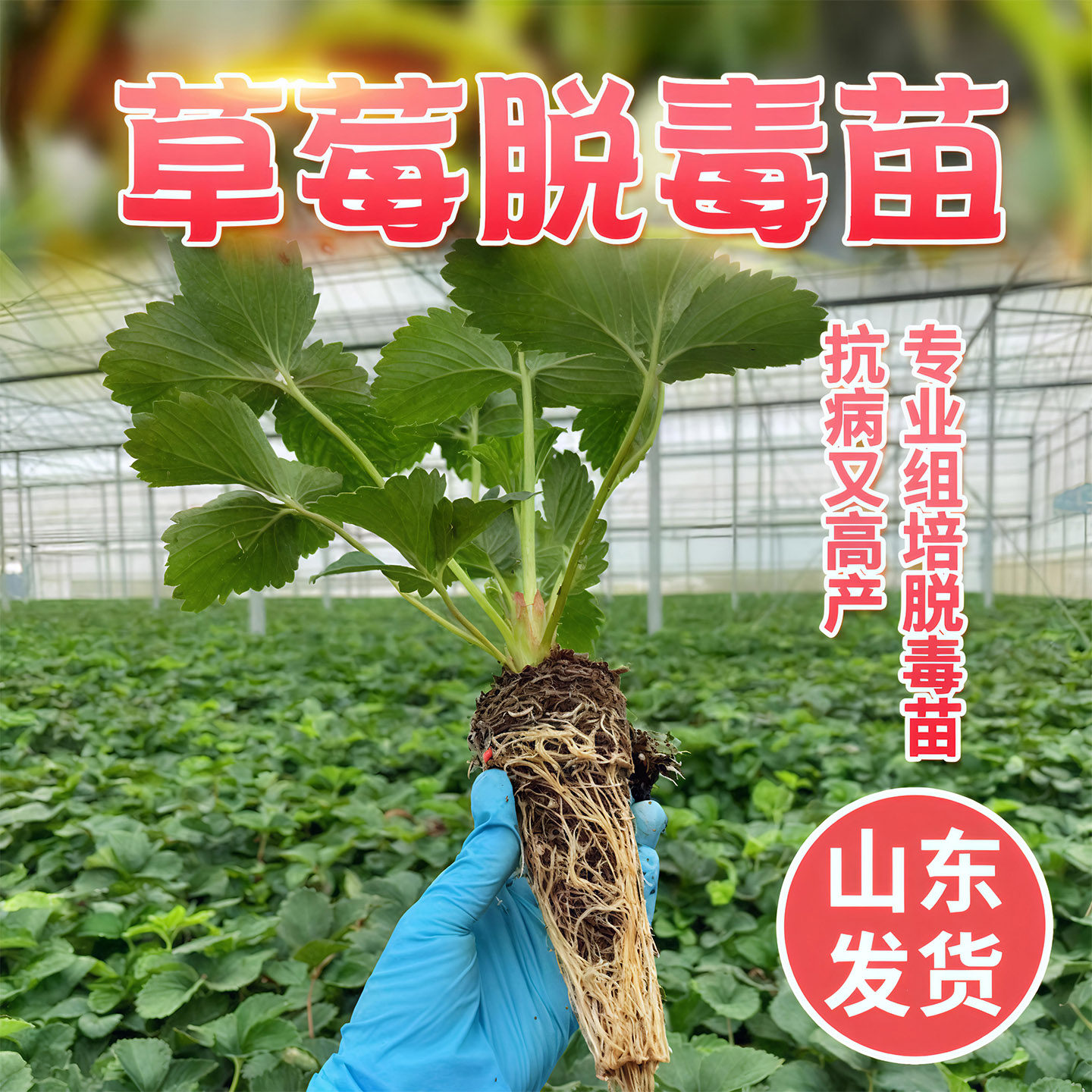 四季草莓苗秧盆栽食用带