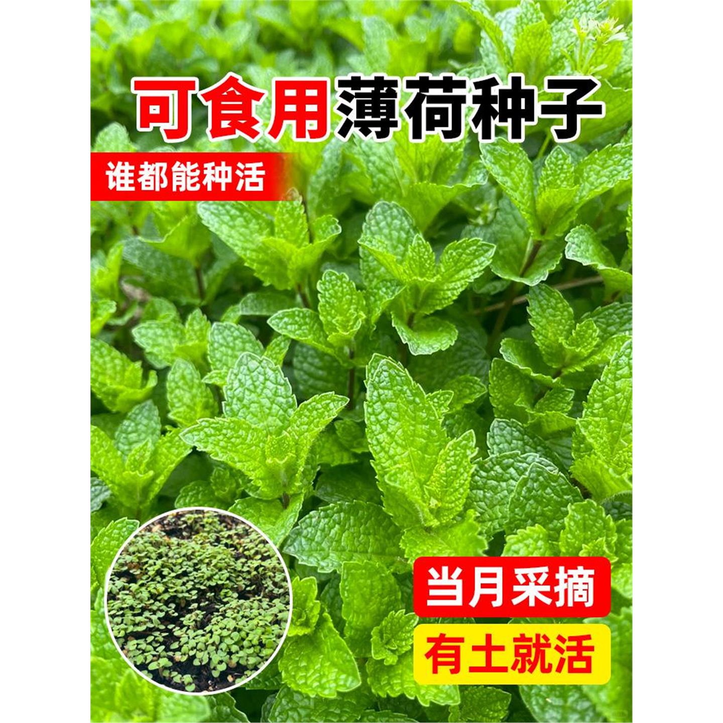 可食用薄荷种籽子留兰香柠