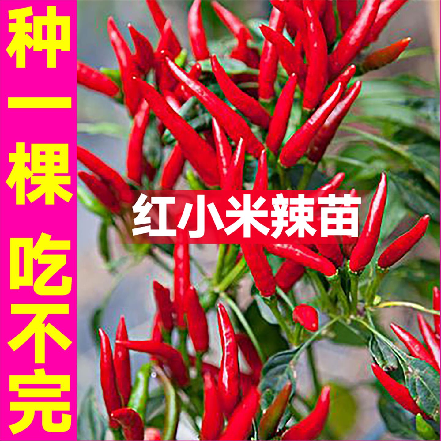 寿光红小米辣椒苗秧带土球