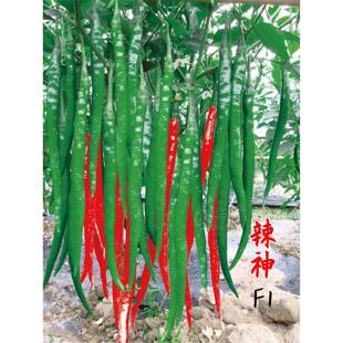 线椒种子种籽孑苗辣椒四季籽种海椒秧蔬菜南方线湖南秧苗大全