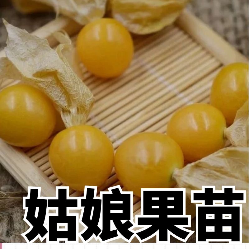 姑娘果苗子姑娘果秧苗四季蔬菜苗