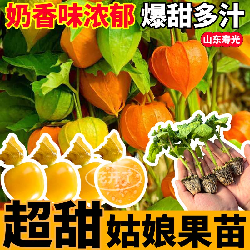 东北奶香姑娘果秧苗大黄紫