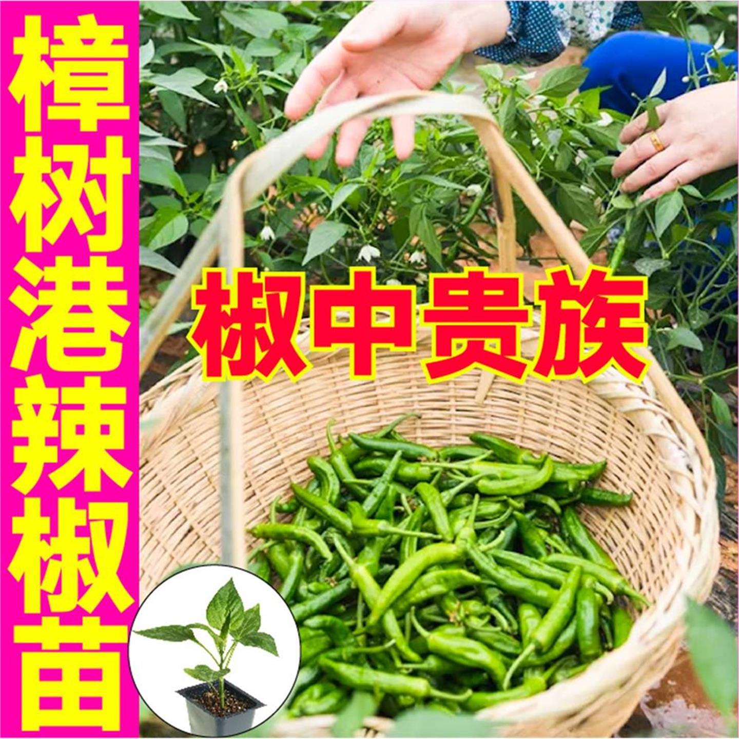 正宗湖南樟树港小辣椒苗秧