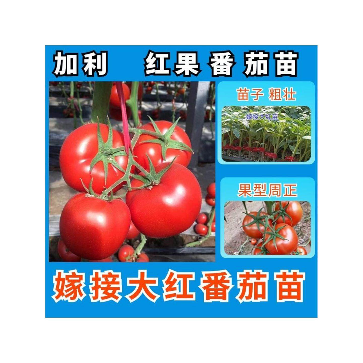 大红番茄种子果苗早熟无绿