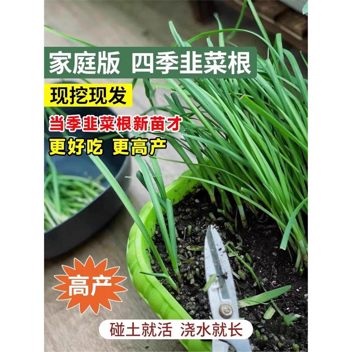 韭菜根紫红苗新鲜盆栽大叶