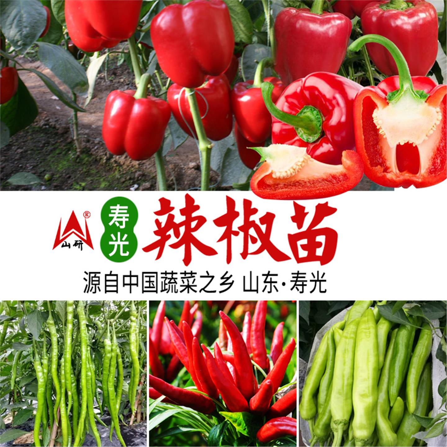 辣椒种苗朝天羊角甜薄皮皱