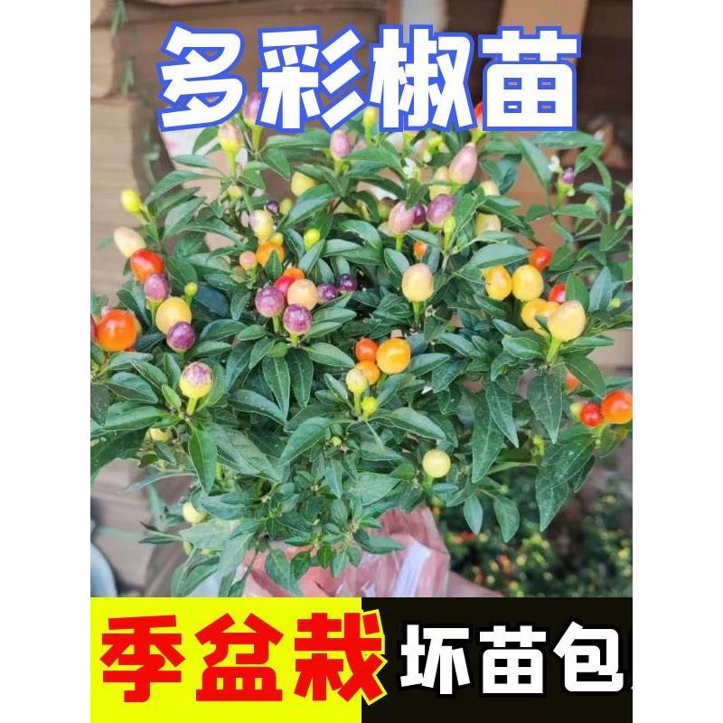 七彩椒盆栽树苗可食用小辣
