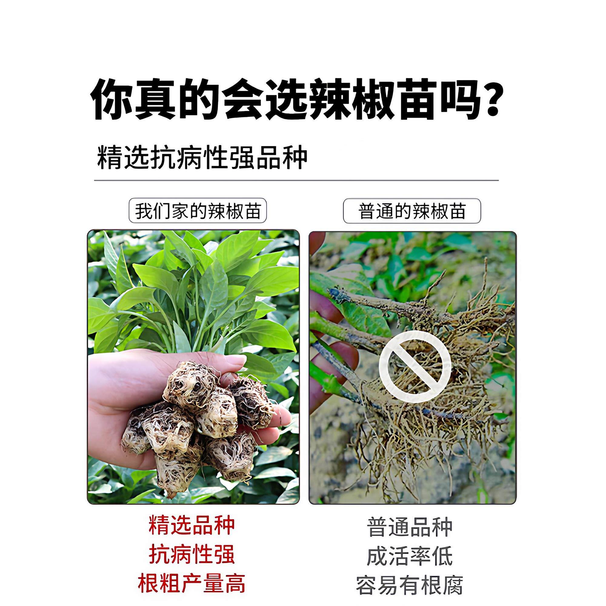 四季辣椒苗高产秧青五彩七