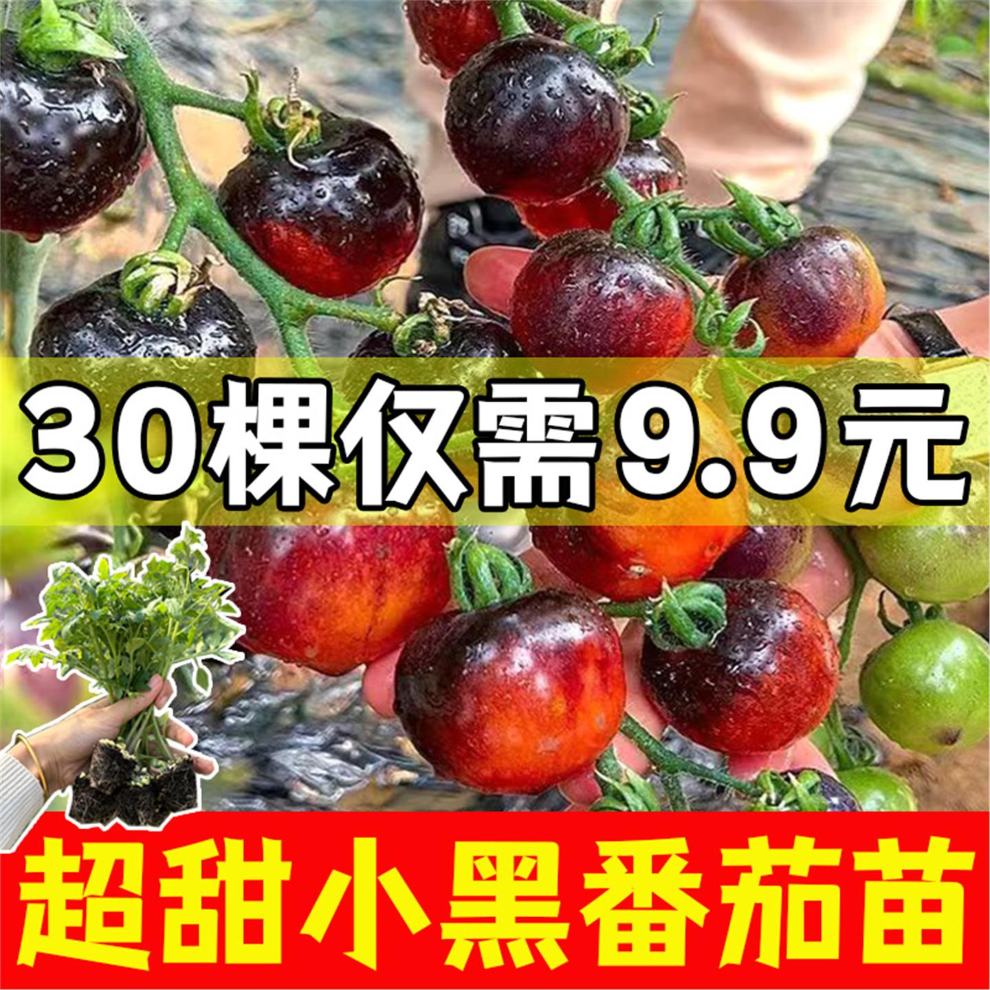 黑美人小珍珠番茄苗秧樱桃