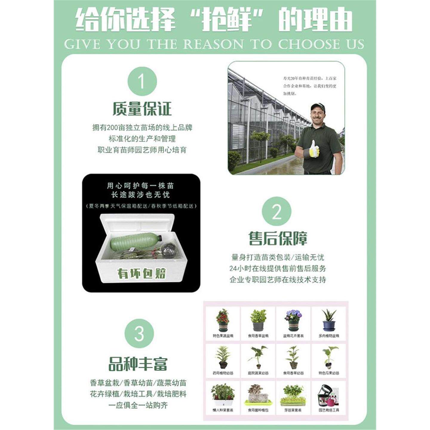 朝天椒苗四季小米尖椒种子籽孑盆栽紫五七彩色食用观赏辣椒种苗秧