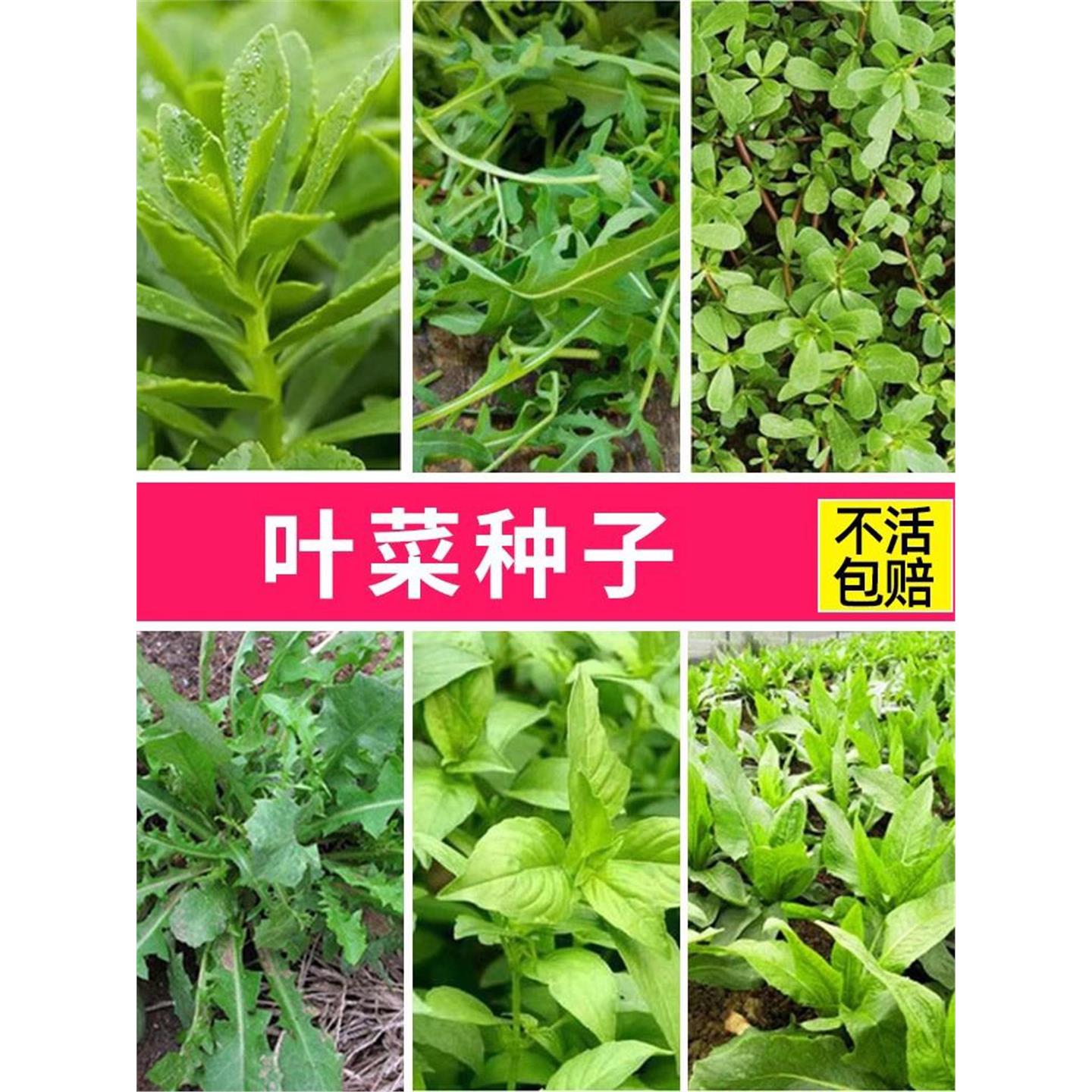蔬菜种子籽孑苗四季阳台生