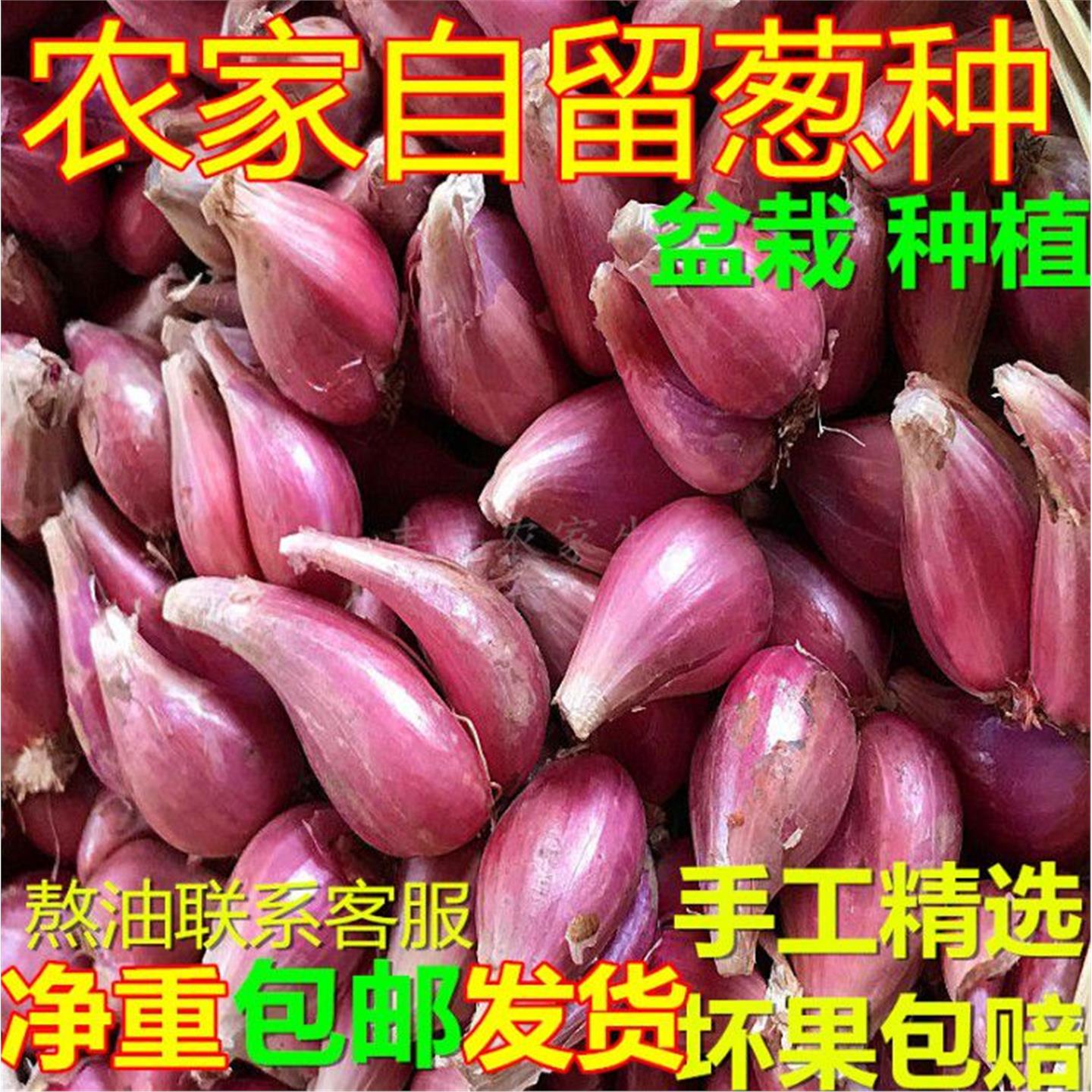 四川新鲜小香葱干火头红盆
