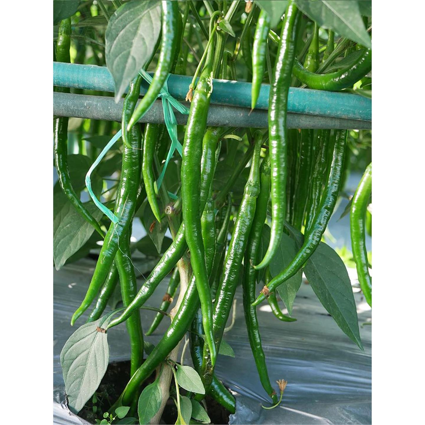 辣椒种子二荆条尖籽菜湖南