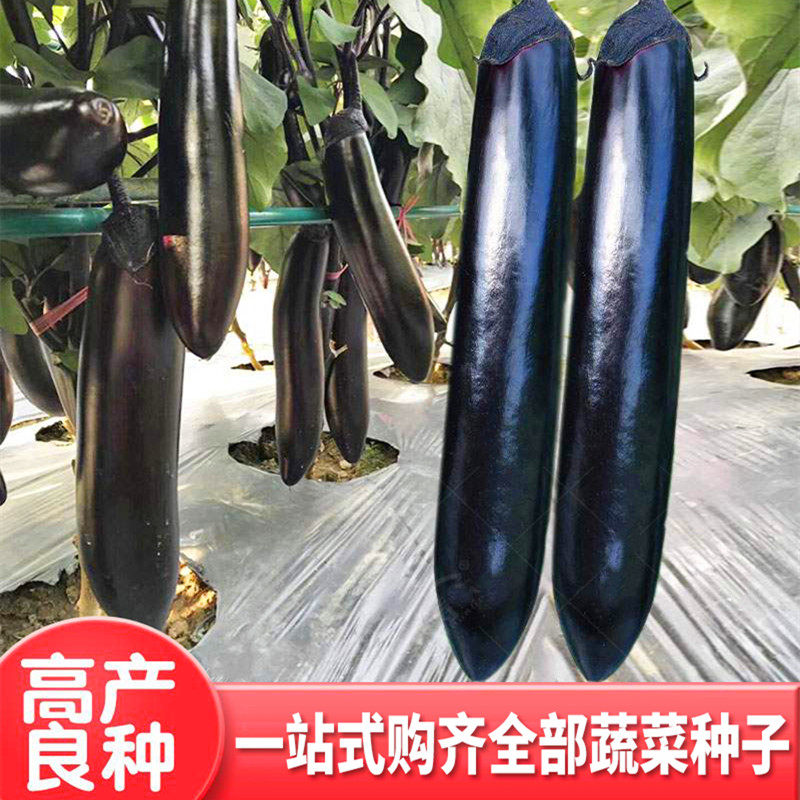 日本黑贵人长茄种子紫萼色