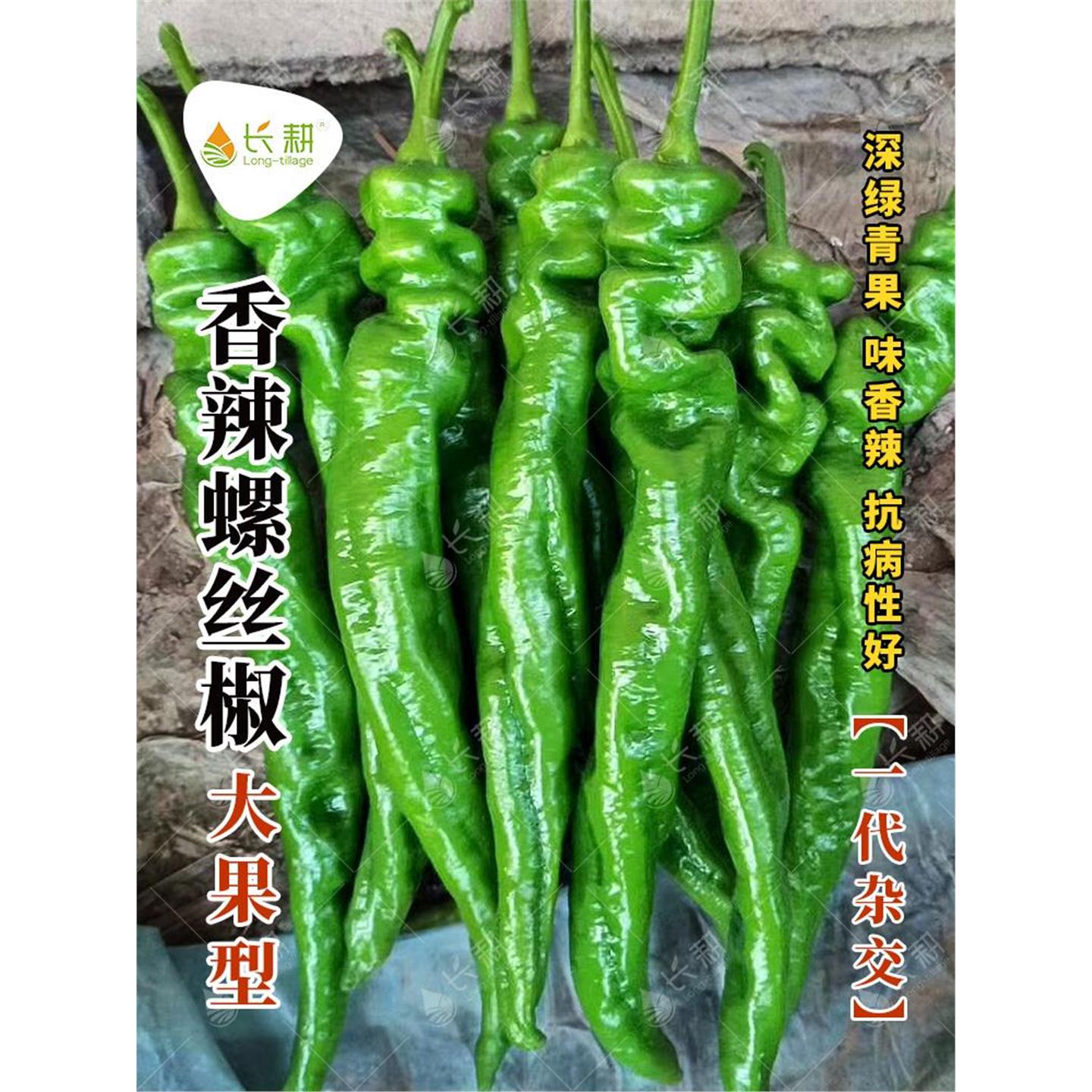 椒敖十号螺丝种子苗杂交青