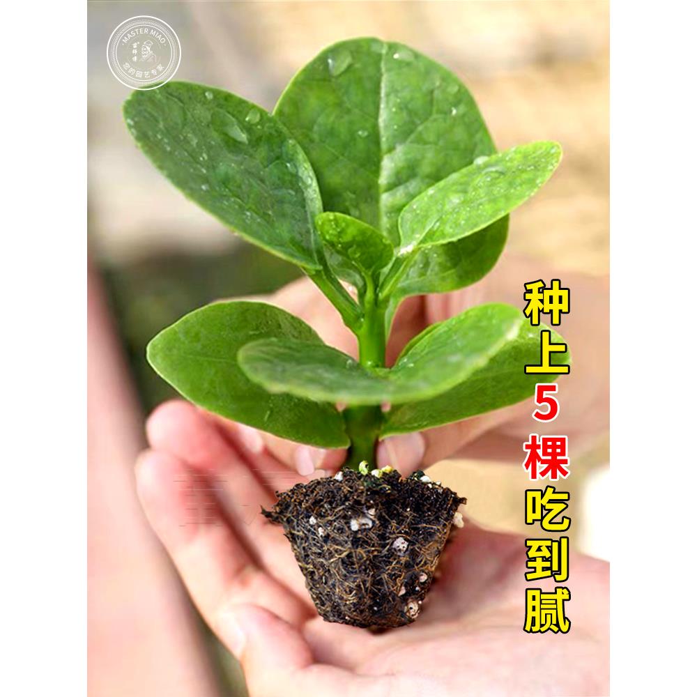 大叶木耳菜种子籽秧苗爬藤